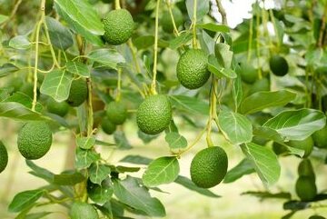 fruitsvalley Gallery